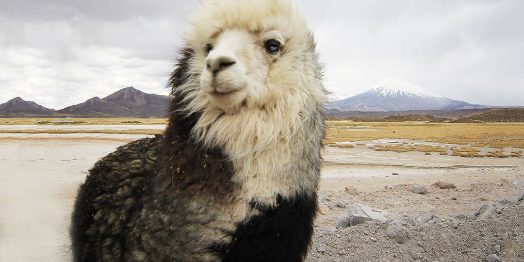 Amazing Alpaca: Wool Of The Andes