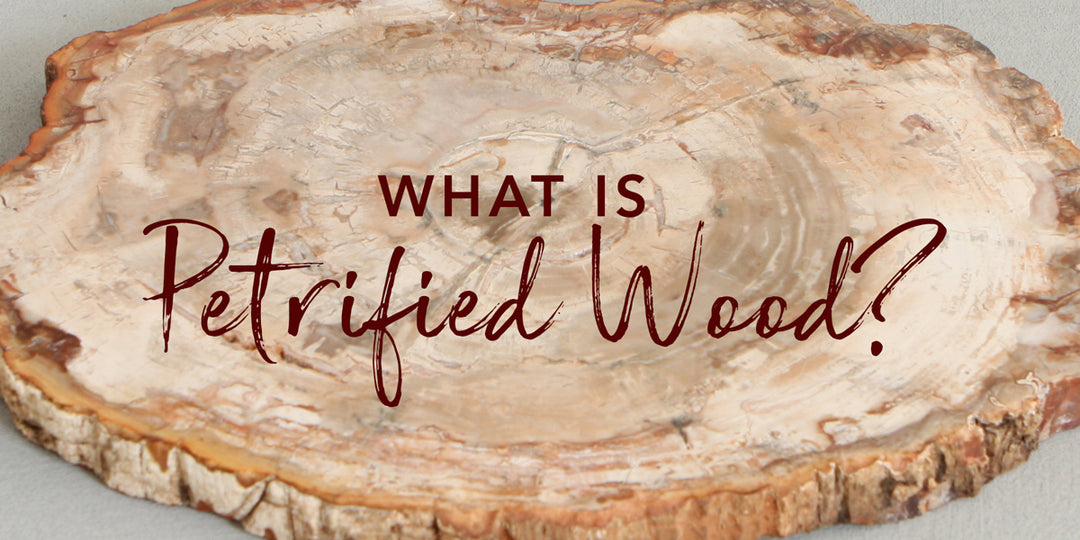 What Is Petrified Wood?